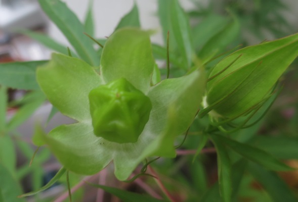 ファルコン植物記（２１８９）【...