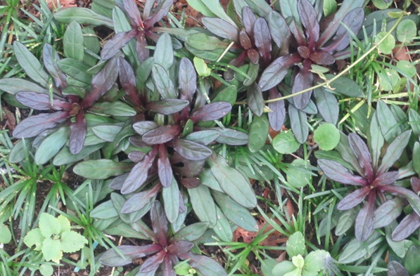 ファルコン植物記（２１９１）【...
