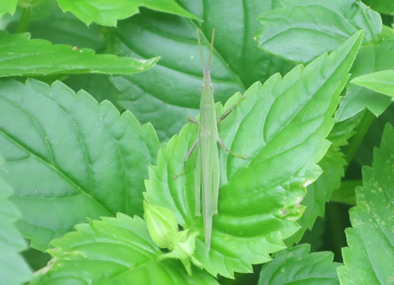 ファルコン昆虫記（１１３８）【...