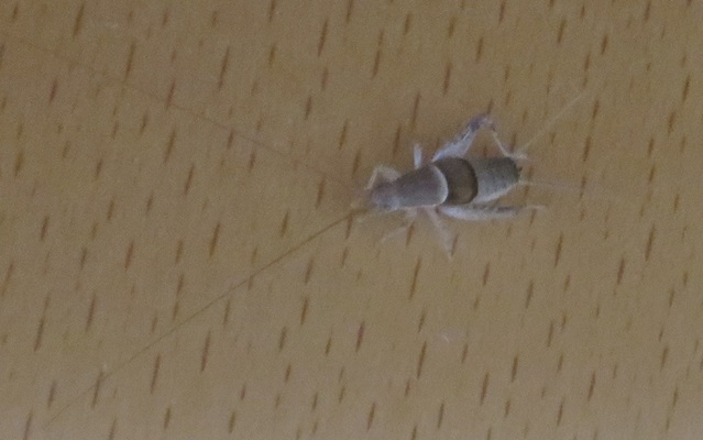 ファルコン昆虫記（１１３９）【...