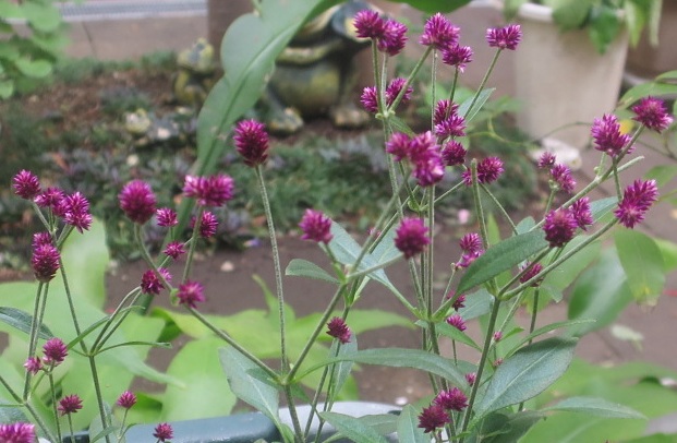 ファルコン植物記（２１９７）【...