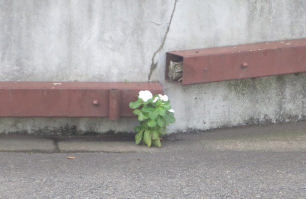 ファルコン植物記（２１９８）ど...
