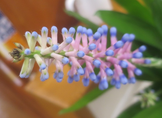 ファルコン植物記（２２０１）【...