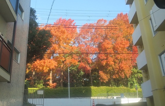 神戸ご当地（１６０４）メタセコ...