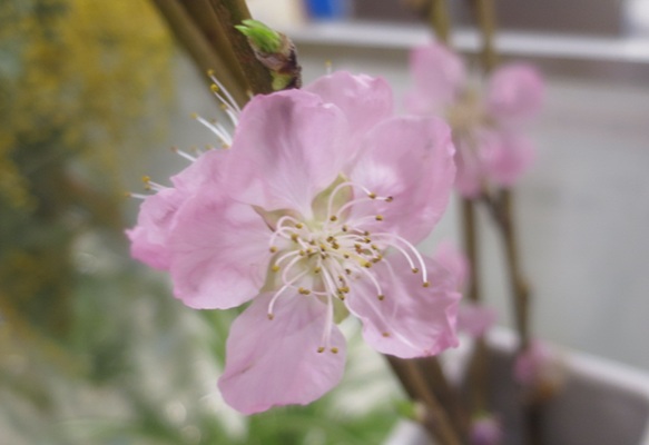 ファルコン植物記（２２０７）【...