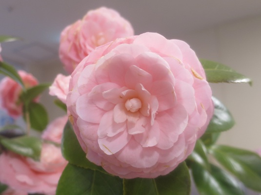 ファルコン植物記（２２０９）【...