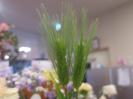 ファルコン植物記（２２１０）〈...