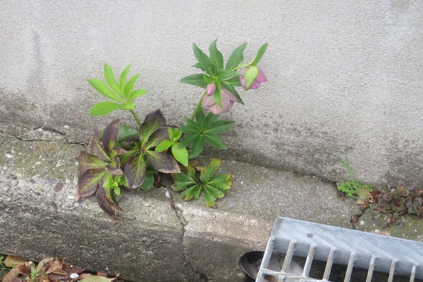 ファルコン植物記（２２１２）ど...