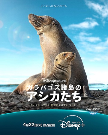 『ガラパゴス諸島のアシカたち』...