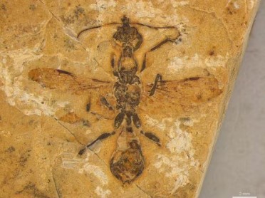 約１億１３００万年前の蟻の化石...