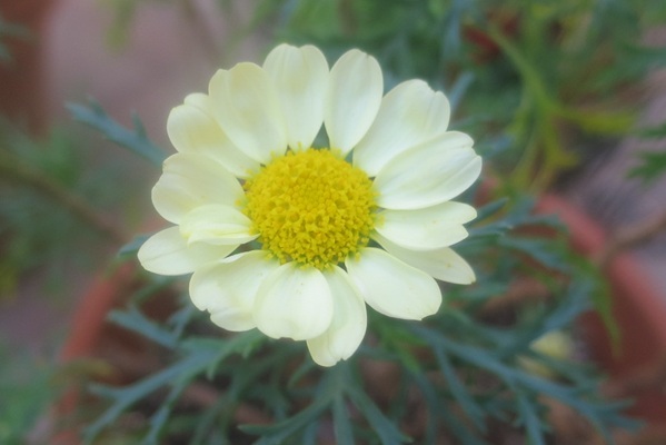 ファルコン植物記（２２１３）【...