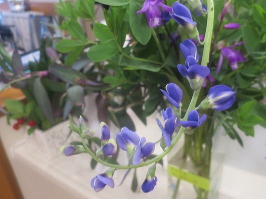 ファルコン植物記（２２１５）【...