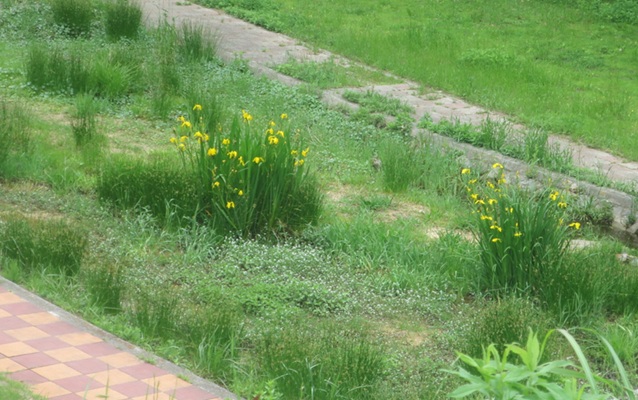 ファルコン植物記（２２１６）【...
