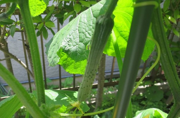 ファルコン植物記（２２１９）【...