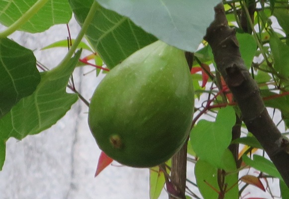 ファルコン植物記（２２２０）【...