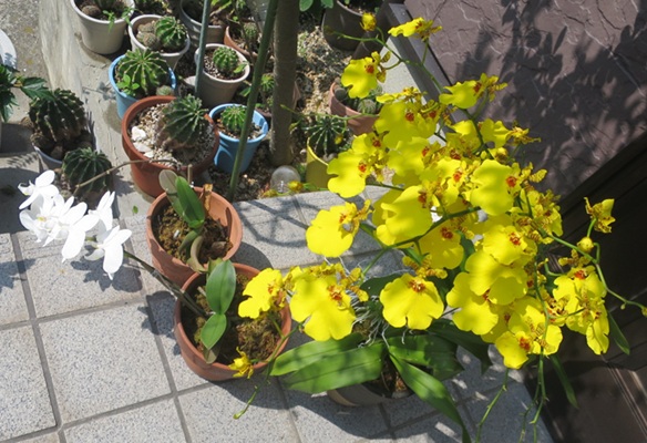ファルコン植物記（２２２１）【...