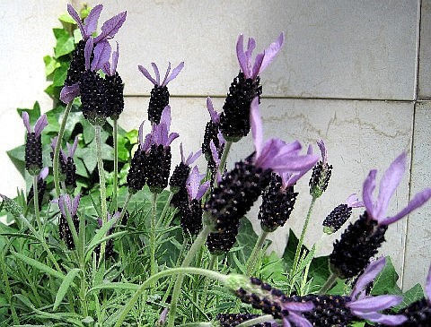 ファルコン植物記 ５４ 紫色の花 フレ 神戸 ファルコンの散歩メモ Bloguru