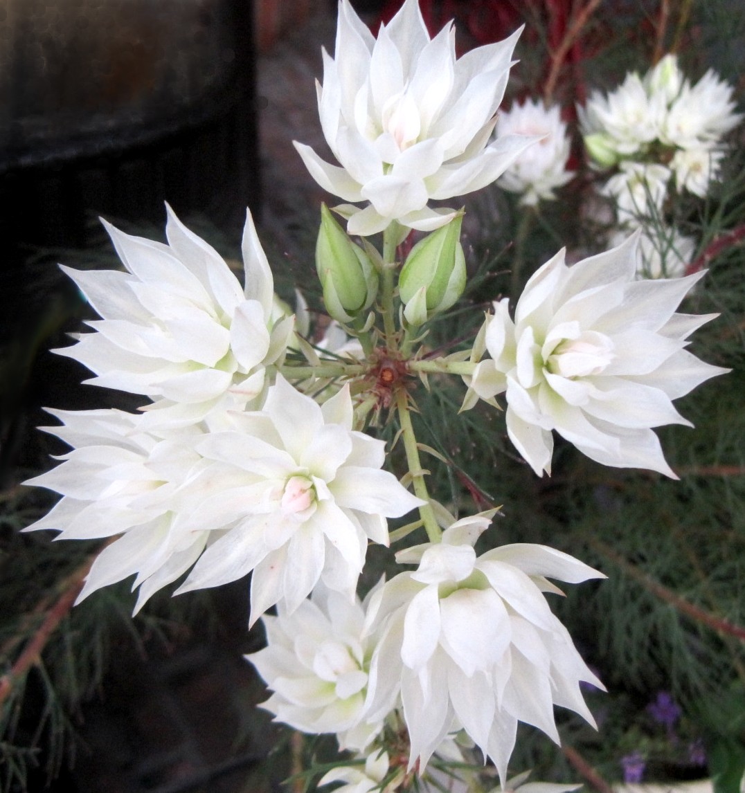 ファルコン植物記 １８１ 白色の花 セ 神戸 ファルコンの散歩メモ Bloguru