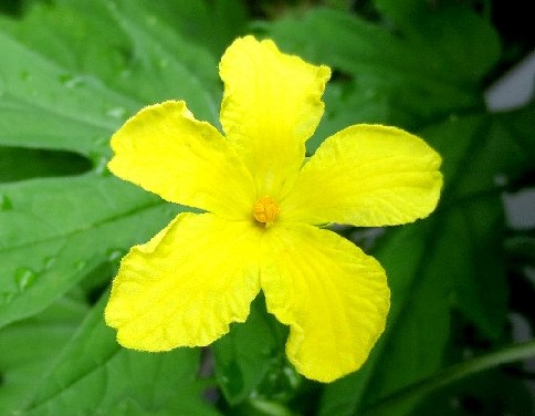 ファルコン植物記 ４０８ 黄色い花 ツ 神戸 ファルコンの散歩メモ Bloguru