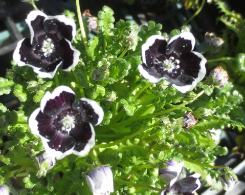 美しい花の画像 ベスト黒色 花