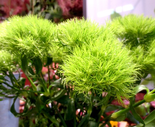 ファルコン植物記 ６１６ 緑色の花 テ 神戸 ファルコンの散歩メモ Bloguru