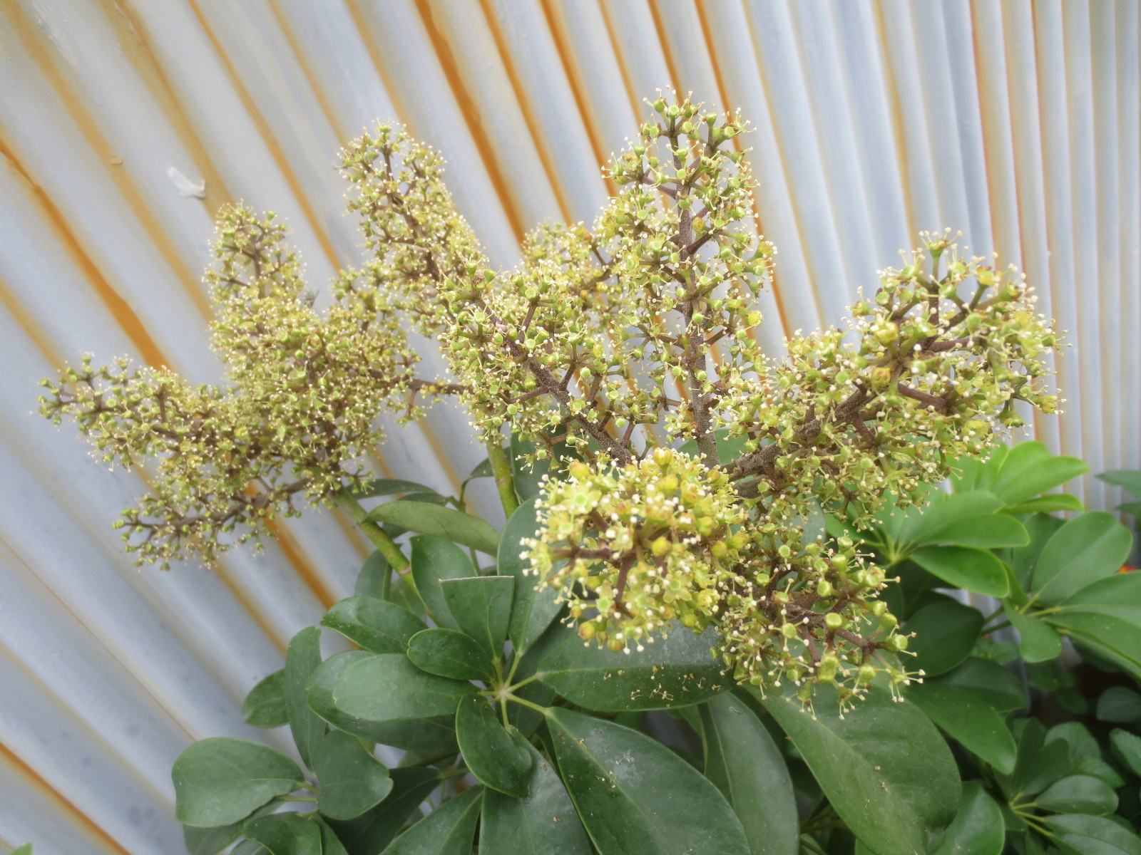 ファルコン植物記 ８４１ 淡緑色の花 神戸 ファルコンの散歩メモ Bloguru