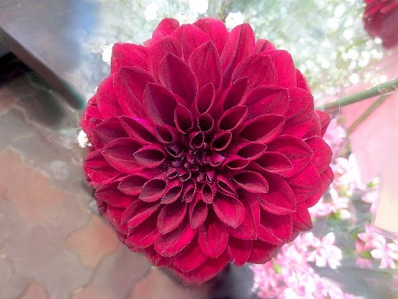 ファルコン植物記 1051 黒赤色の花 神戸 ファルコンの散歩メモ Bloguru ファルコン植物記 1051 黒赤色の花 神戸 ファルコンの散歩メモ Bloguru