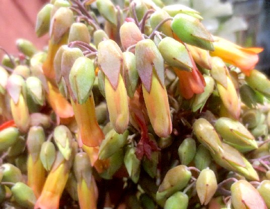 ファルコン植物記 1063 の黄色い花 神戸 ファルコンの散歩メモ Bloguru ファルコン植物記 1063 の黄色い花 神戸 ファルコンの散歩メモ Bloguru