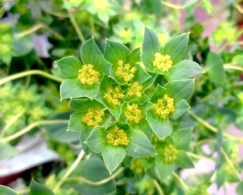 ファルコン植物記 １１３５ 黄緑色の花 神戸 ファルコンの散歩メモ Bloguru