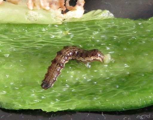 動物 神戸 ファルコンの散歩メモ Bloguru