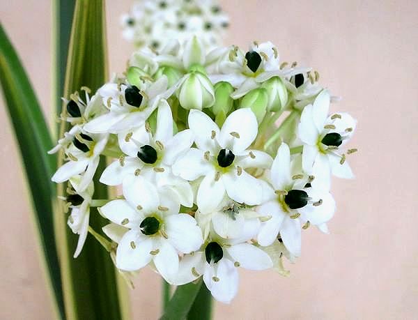 ファルコン植物記 １４３７ 白色の花 神戸 ファルコンの散歩メモ Bloguru