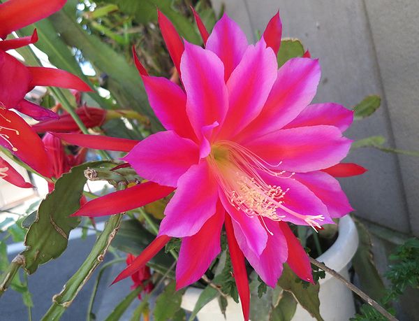ファルコン植物記 １５５５ 白色と赤色 神戸 ファルコンの散歩メモ Bloguru