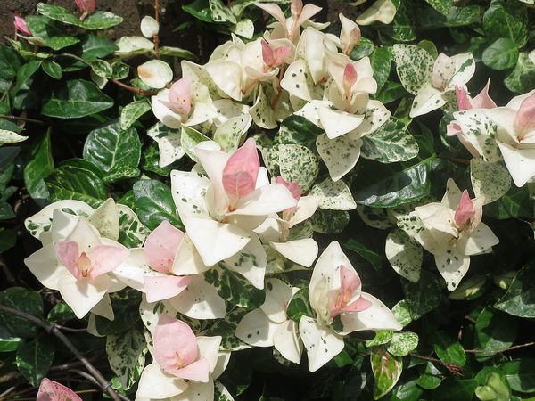 ファルコン植物記 １６３３ 葉の色が変 神戸 ファルコンの散歩メモ Bloguru