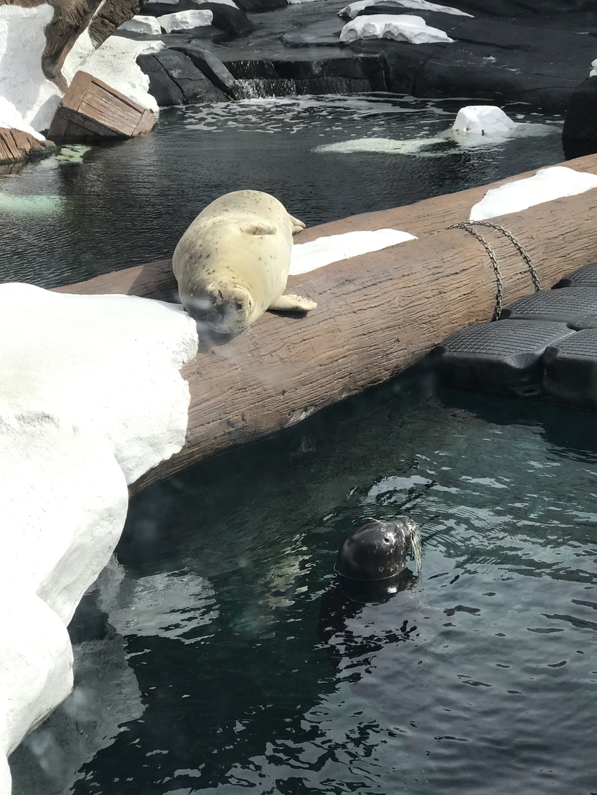 の~んびり日向ぼっこのアザラシ...