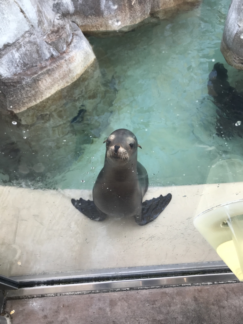 つぶらな瞳で見つめられ餌をおね...