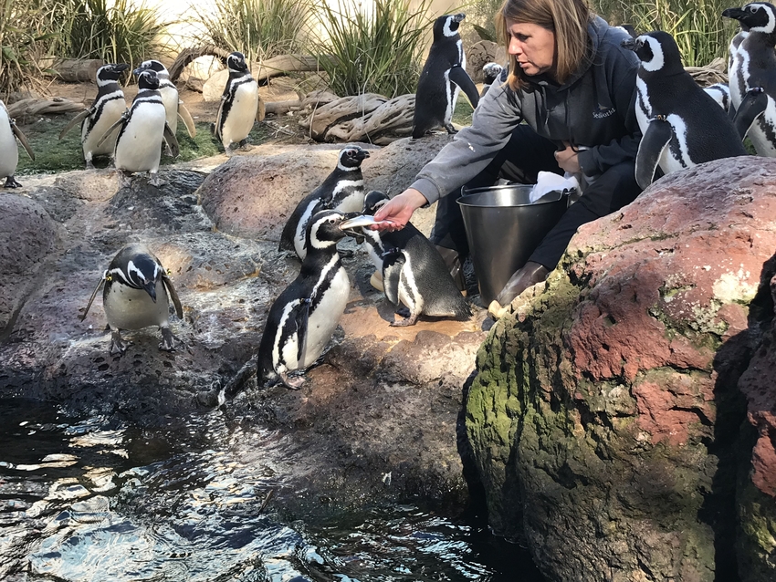 ペンギンの餌やり時間に出会えま...