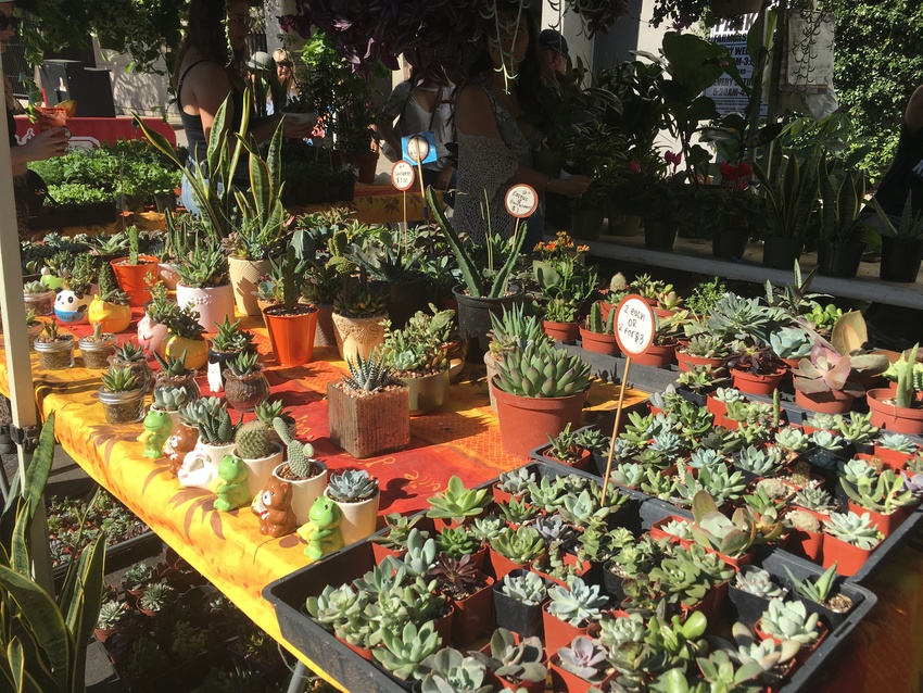 可愛い植物がたくさん!