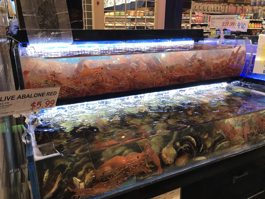活きエビ&アワビ!