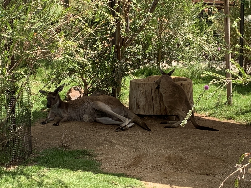 暑い日だったのでカンガルーさん...