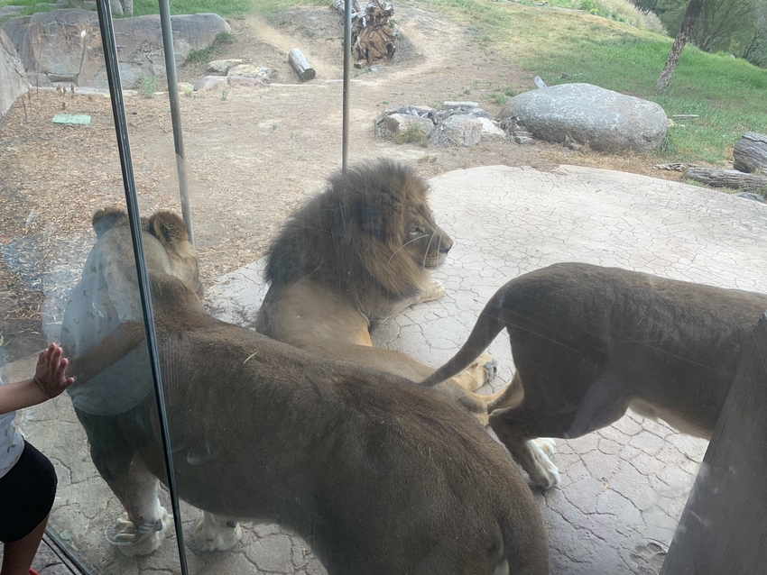 タテガミが立派なライオン