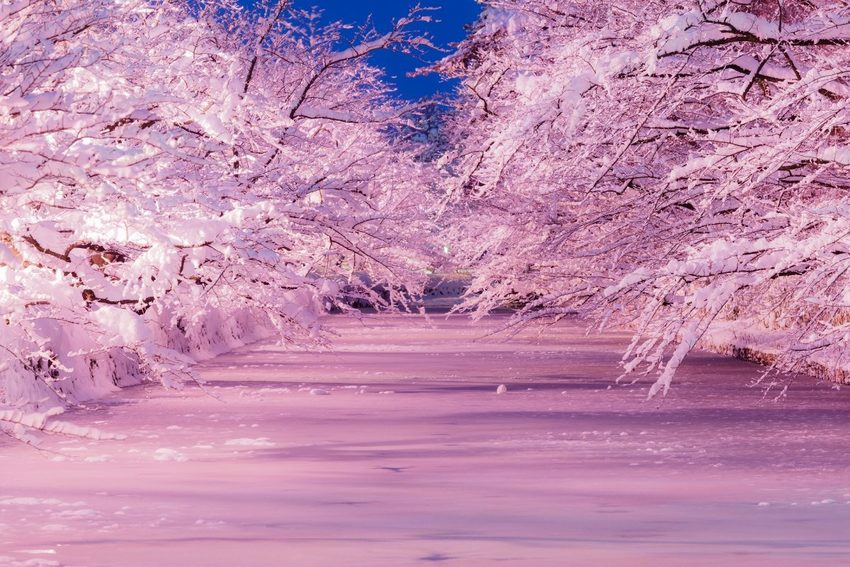 冬に咲く桜のイメージ写真。。弘...