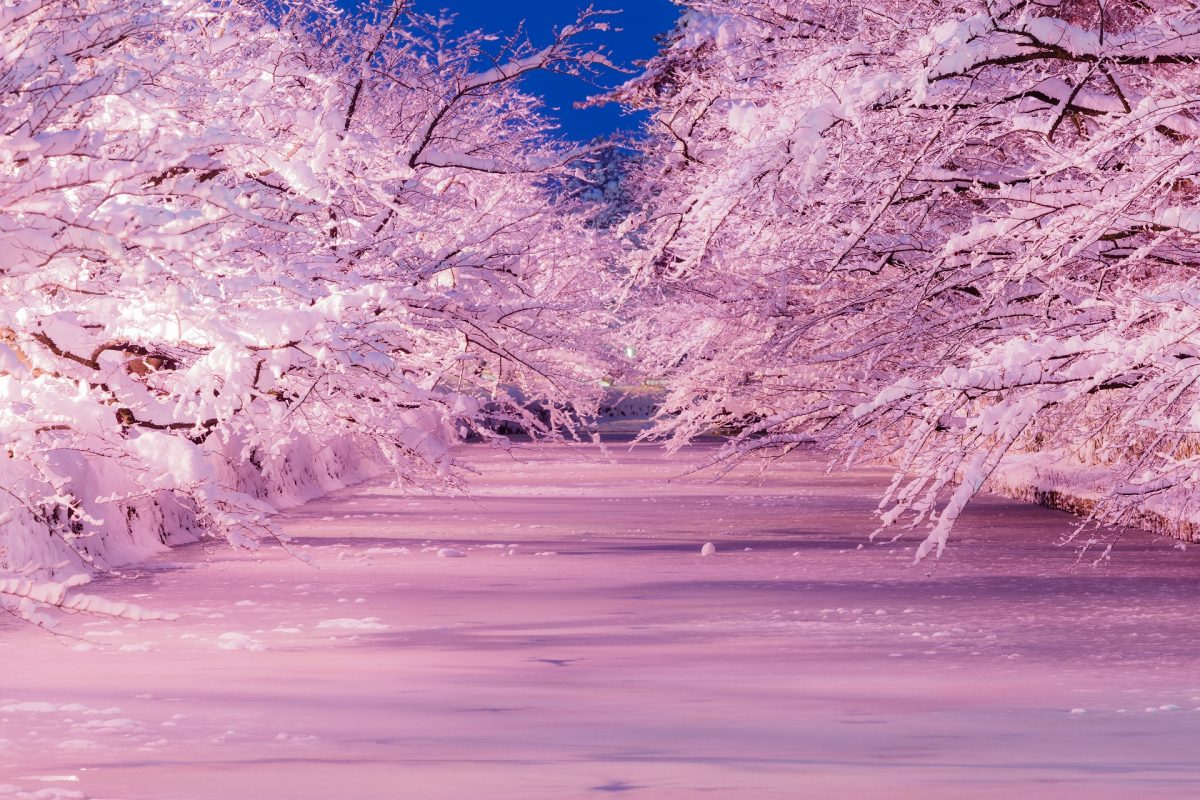 桜が見たくて 弘前に咲く 冬のさくら 車の買取 販売の専門店 アクセルモータース アメリカ サンディエゴ Bloguru