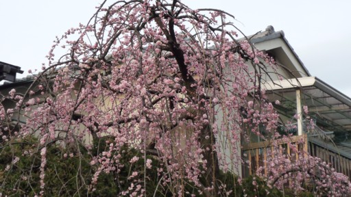 お隣の花