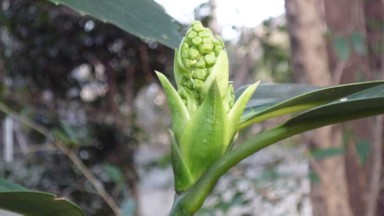 芽吹き