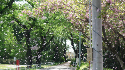 桜吹雪をゲット