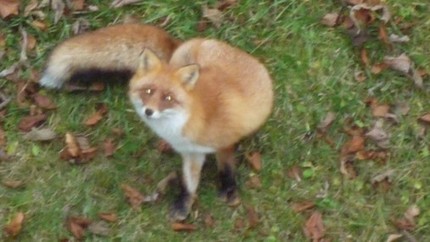 観光キツネ