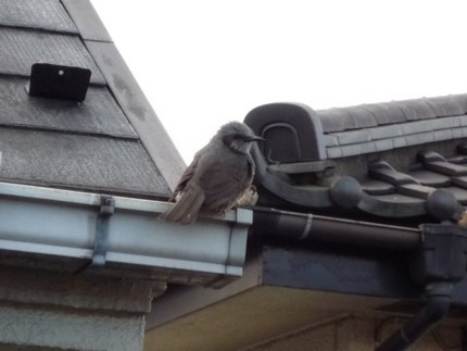 鳥の声での目覚め