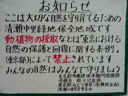 カタクリまつり？