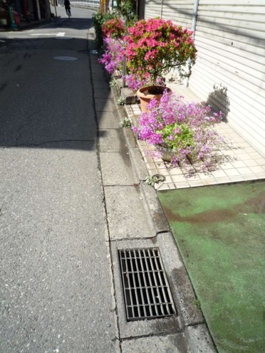 サクラ草の家族？