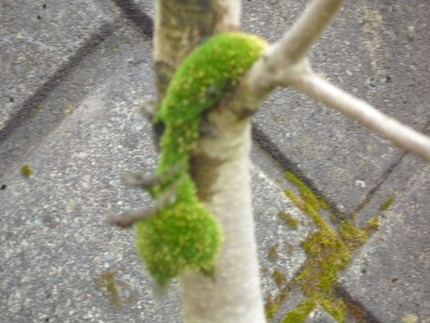 これ何の虫？